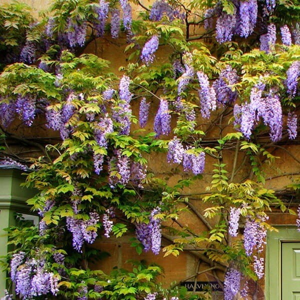 Glicynia Chińska Fioletowa (Wisteria sinensis) Sadzonka P9c1 (2).jpg