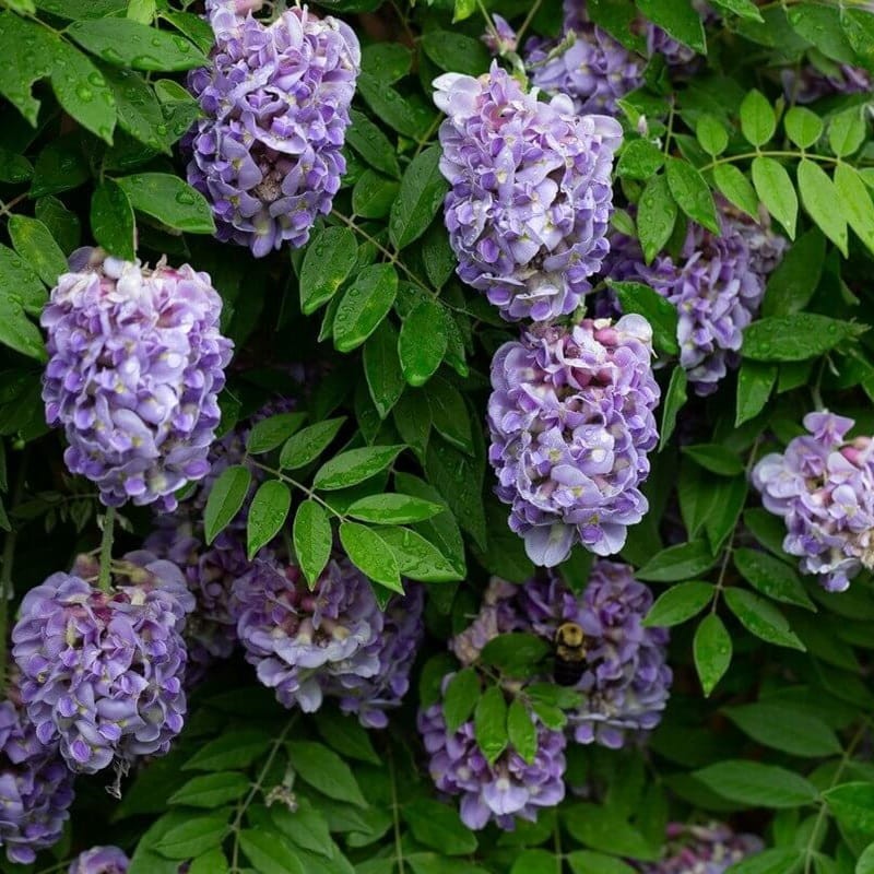 Wisteria Amerykańka Longwood Purple (Wisteria frutescens) 3 Letnia Sadzonka C2.jpg