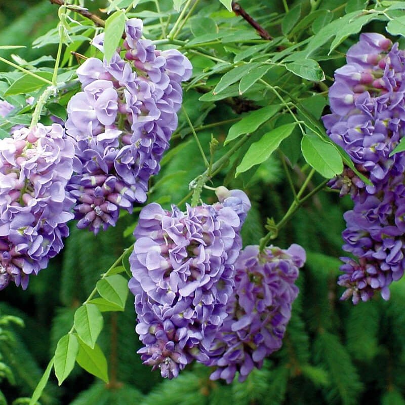 Wisteria Amerykańka Longwood Purple (Wisteria frutescens) 3 Letnia Sadzonka C2 (2).jpg
