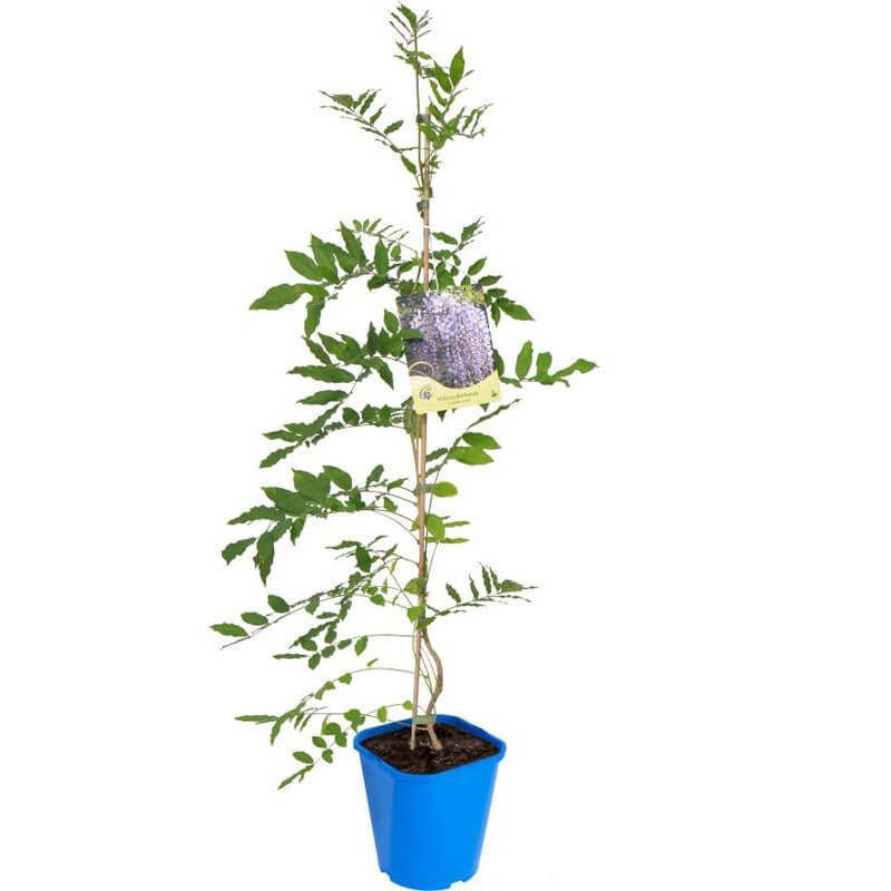 Wisteria Amerykańka Longwood Purple (Wisteria frutescens) 3 Letnia Sadzonka C2 (3).jpg