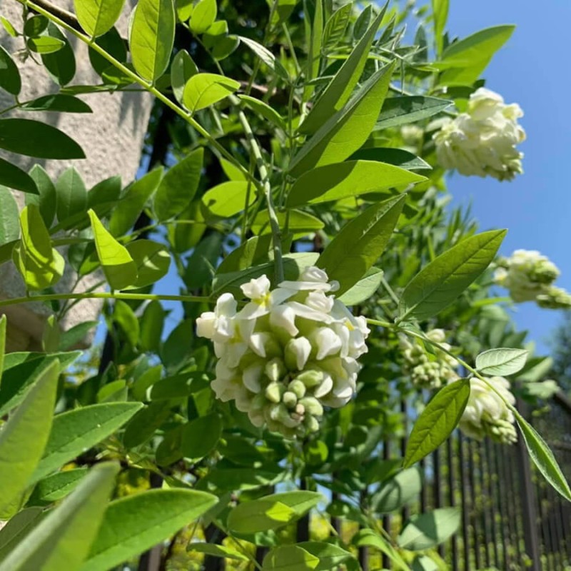 Wisteria Amerykańska Nivea (Wisteria frutescens) 3 Letnia Sadzonka 60-80Cm (1).jpg