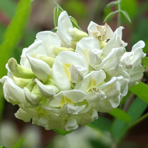 Wisteria amerykańska Nivea 3 letnia sadzonka 60-80Cm