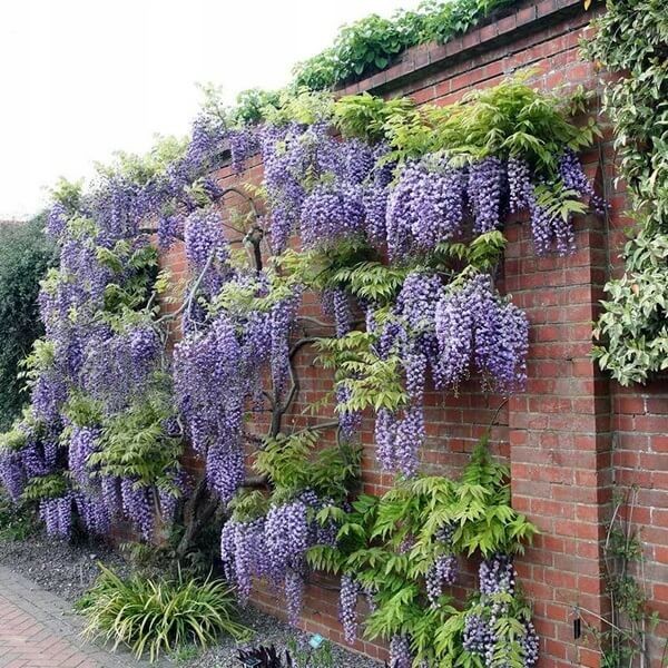 Wisteria Chińska Prolific (Wisteria sinensis) 3 Letnia Sadzonka 60-80Cm (2).jpg
