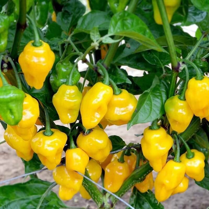 Papryka Chili HABANERO LIMON (1).jpg