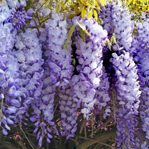 Wisteria Chińska Prolific 3 letnia sadzonka 60-80Cm