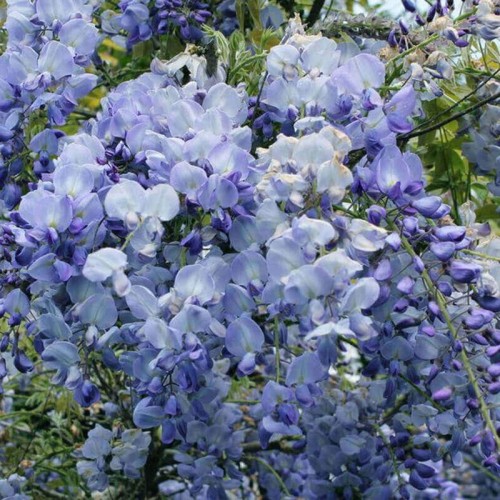 Wisteria Glicynia Kwiecista Blue Dream 3 letnia sadzonka 60-90Cm