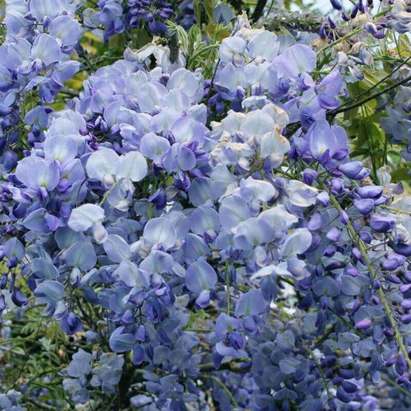 Wisteria Glicynia Kwiecista Blue Dream 3 Letnia Sadzonka 60-90Cm (1).jpg