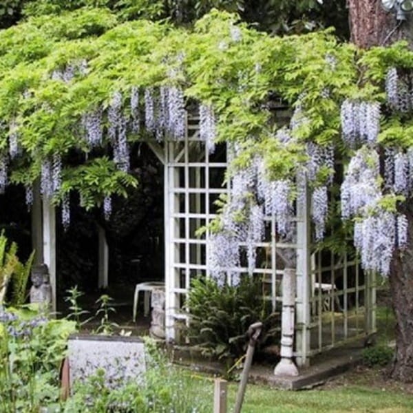 Wisteria Glicynia Kwiecista Blue Dream 3 Letnia Sadzonka 60-90Cm (2).jpg
