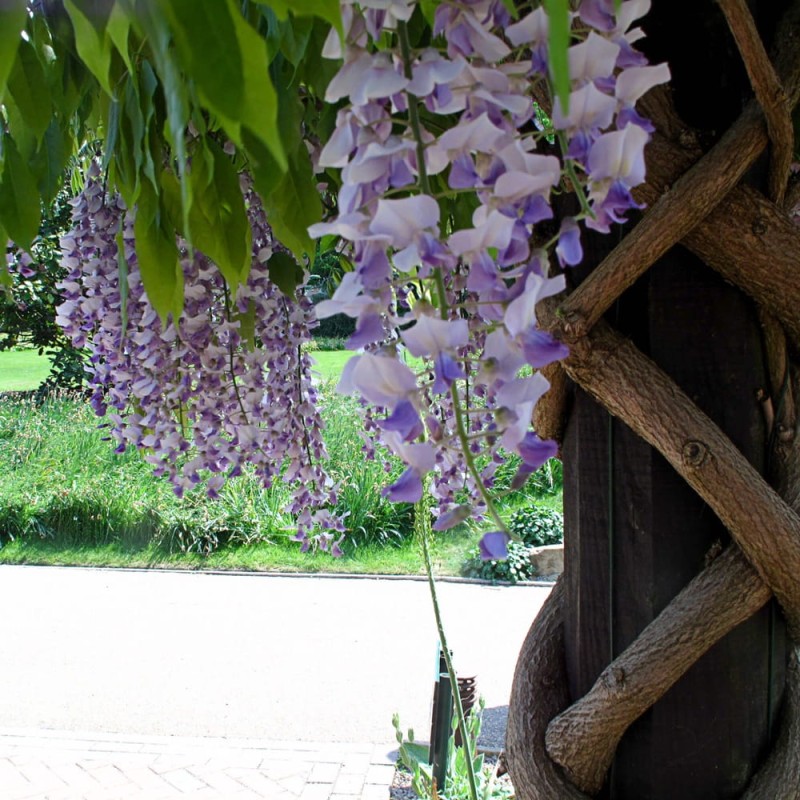 Wisteria Glicynia Kwiecista Domino (Wisteria Floribunda) 3Letnia Sadzonka 60-90Cm (2).jpg