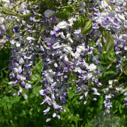 Wisteria Glicynia Kwiecista Domino 3 letnia sadzonka 60-90Cm
