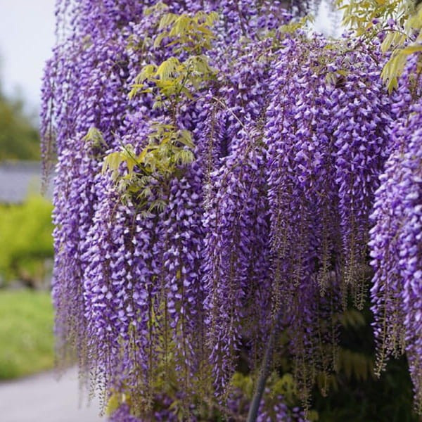 Wisteria Glicynia Kwiecista Ludwik Lawin (Wisteria Floribunda) Sadzonka C2 (1).jpg