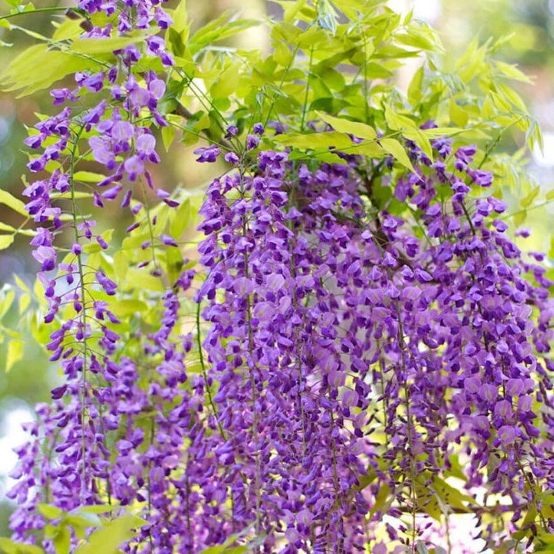 Wisteria Glicynia Kwiecista Ludwik Lawin (Wisteria Floribunda) Sadzonka C2 (2).jpg