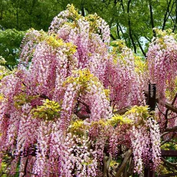 Wisteria Kwiecista Różowa Honbeni (Wisteria floribunda) Sadzonka C2 (1).jpg