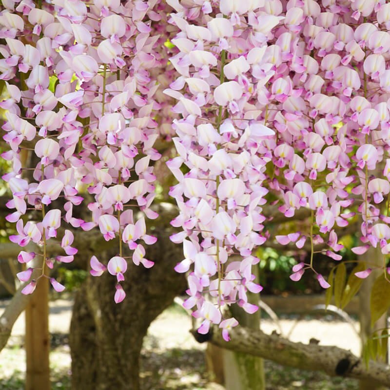 Wisteria Kwiecista Różowa Honbeni (Wisteria floribunda) Sadzonka C2.jpg
