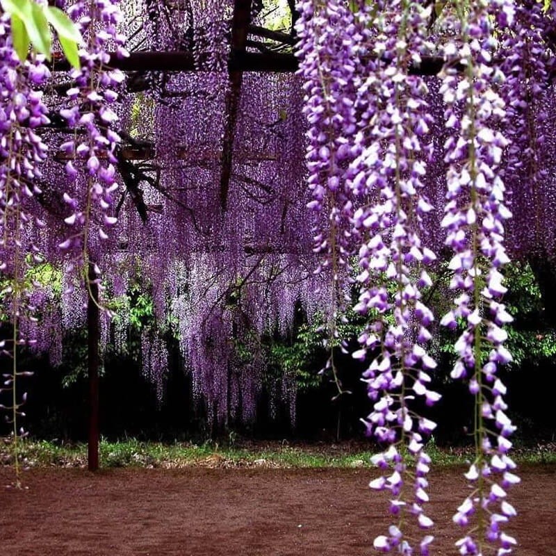 Wisteria Glicynia Kwiecista Multijuga (Wisteria floribunda) 3Letnia Sadzonka 60-90Cm (2).jpg