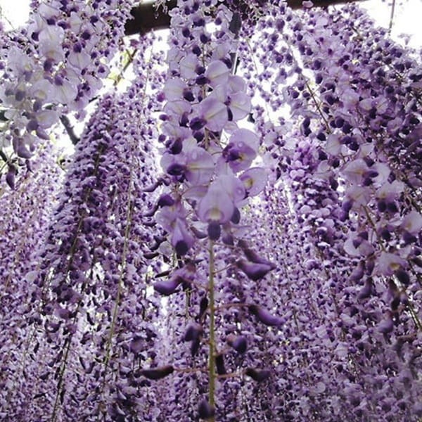 Wisteria Glicynia Kwiecista Multijuga (Wisteria floribunda) 3Letnia Sadzonka 60-90Cm (1).jpg