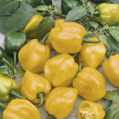 Papryka Chili HABANERO LIMON (3).jpg