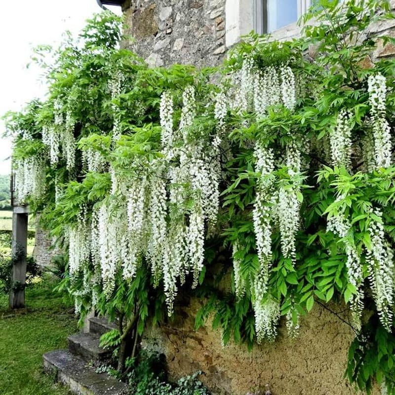 Wisteria Glicynia Kwiecista Shiro Noda (Wisteria floribunda) 3Letnia Sadzonka 60-90Cm (2).jpg