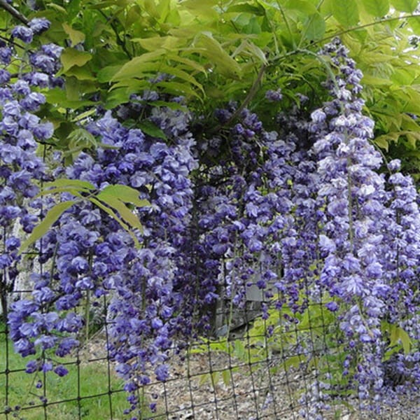 Wisteria Kwiecista Pełna Violacea Plena (Wisteria floribunda) 3Letnia Sadzonka 60-90Cm (1).jpg