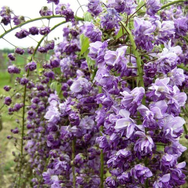 Wisteria Kwiecista Pełna Violacea Plena (Wisteria floribunda) 3Letnia Sadzonka 60-90Cm (2).jpg