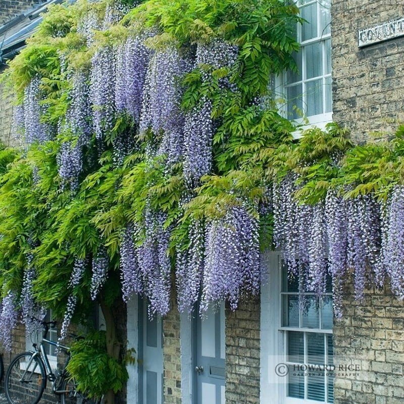Wisteria Kentacka Blue Moon (Wisteria macrostachya) 3 Letnia Sadzonka 60-80Cm.jpg