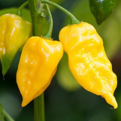 Papryka ostra chili Habanero Limon nasiona 015g