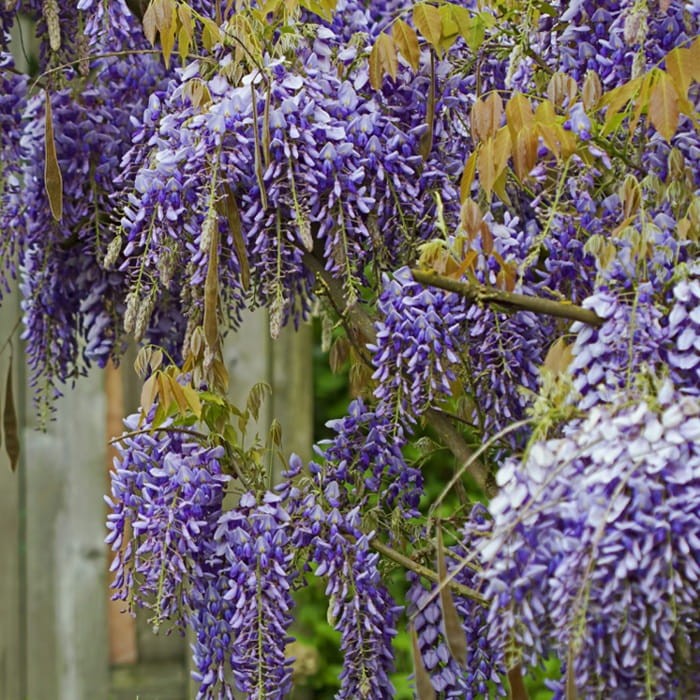 Wisteria Kentacka Blue Moon (Wisteria macrostachya) 3 Letnia Sadzonka 60-80Cm (2).jpg