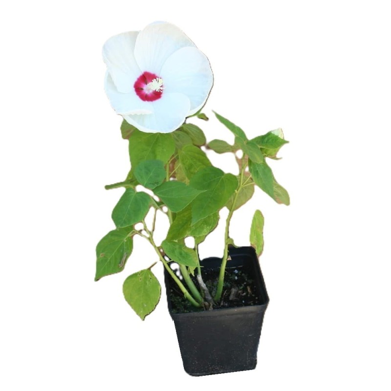 Hibiskus Bylinowy Summerific™ Ogromne Kwiaty 'Cherry Cheesecake' Sadzonka (2).jpg