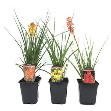 Trytoma Orange Vanilla (Kniphofia) Sadzonka (2).jpg.jpg