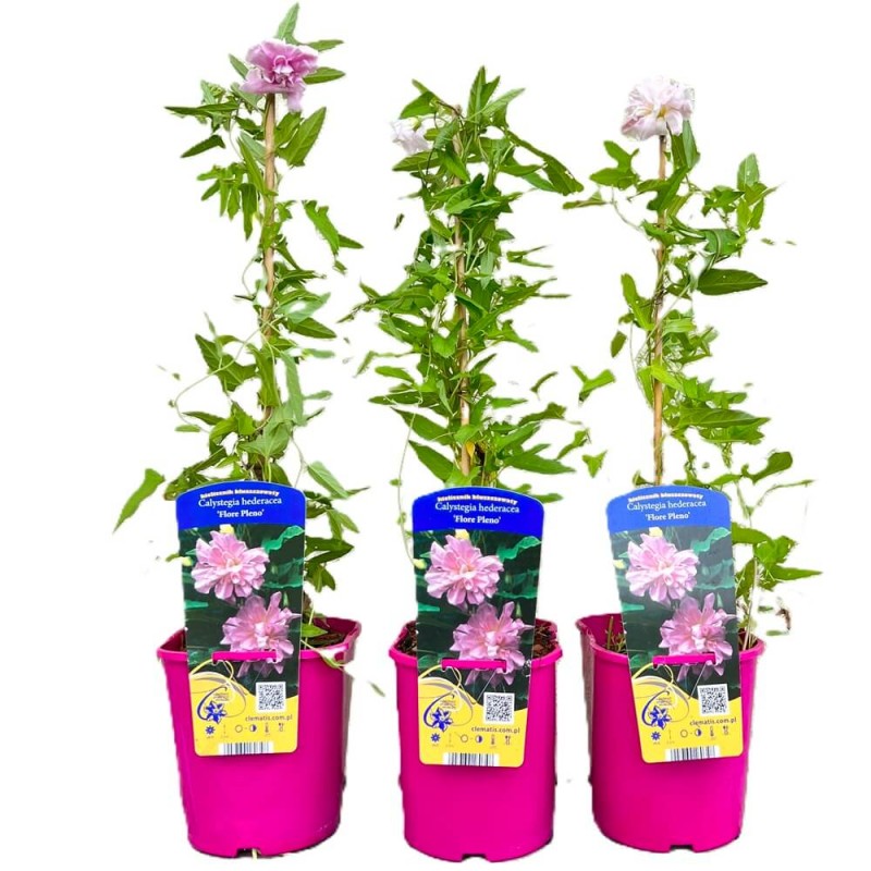 Kielisznik Bluszczowaty Flore Pleno (Calystegia hederacea) 3 Letnia Sadzonka C2  (1).jpg