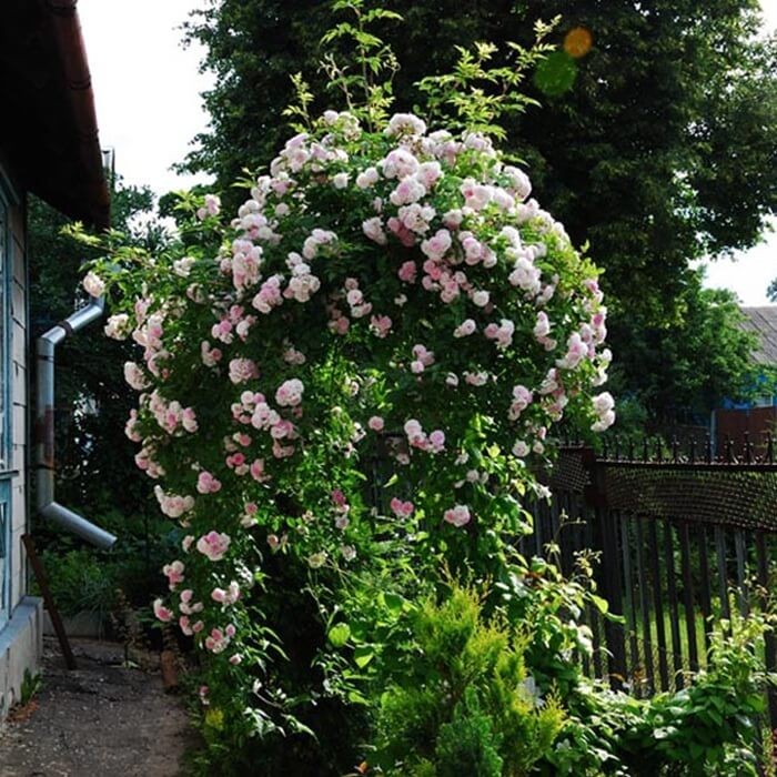 Kielisznik Bluszczowaty Flore Pleno (Calystegia hederacea) 3 Letnia Sadzonka C2  (2).jpg