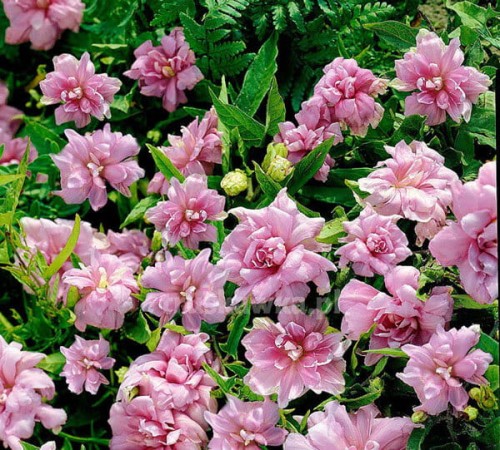 Kielisznik bluszczowaty Flore Pleno 3 letnia sadzonka C2