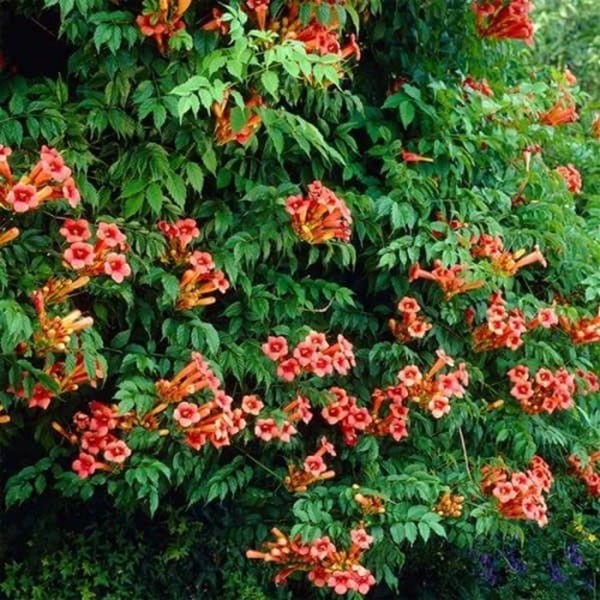 Milin Amerykański Flamenco (Campsis radicans) Sadzonka C2 (1).jpg