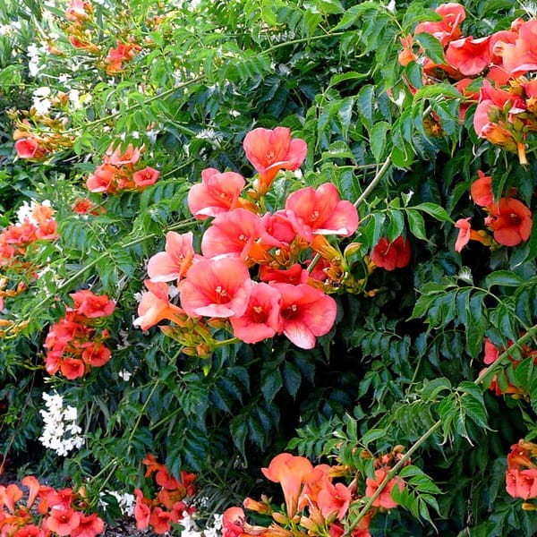 Milin Amerykański Flamenco (Campsis radicans) Sadzonka C2 (2).jpg