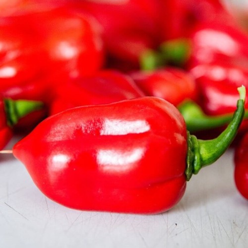 Papryka ostra chili Habanero czerwona nasiona 015g
