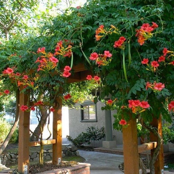 Milin Amerykański Gabor (Campsis radicans) Sadzonka C2 (1).jpg
