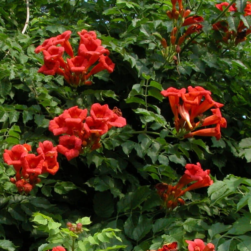 Milin Amerykański Gabor (Campsis radicans) Sadzonka C2 (2).jpg