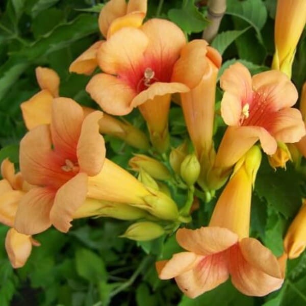 Milin Amerykański Morelowy Judy (Campsis radicans) 3 Letnia Sadzonka 60-90Cm (2).jpg