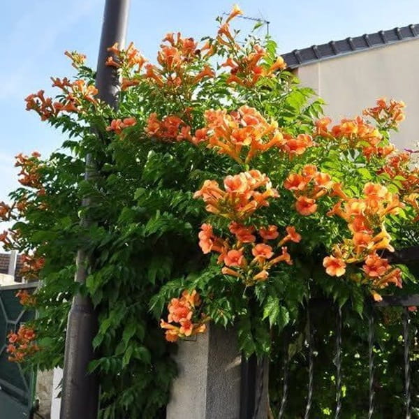 Milin Amerykański Morelowy Judy (Campsis radicans) 3 Letnia Sadzonka 60-90Cm (3).jpg