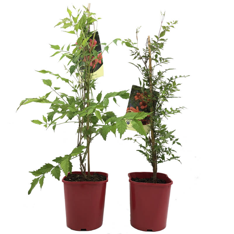 Milin Amerykański Morelowy Judy (Campsis radicans) 3 Letnia Sadzonka 60-90Cm (1).jpg