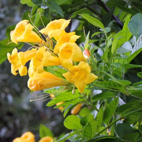 Milin amerykański Żółty Flava 3 letnia sadzonka