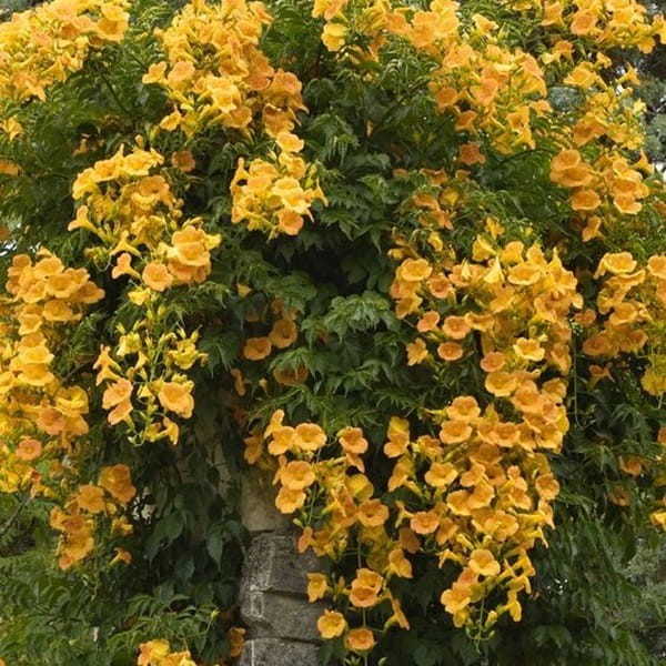 Milin Amerykański Żółty Flava (Campsis radicans) 3Letnia Sadzonka 60-90Cm.jpg
