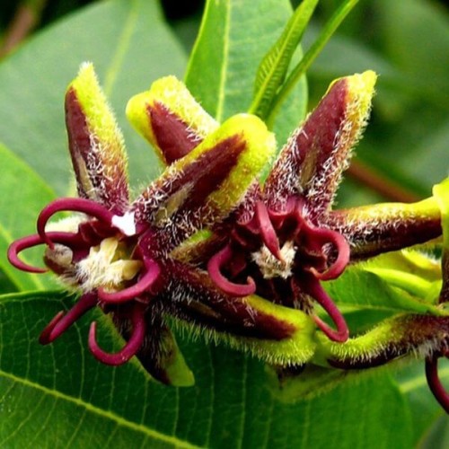 Obwojnik grecki 3 letnia sadzonka 60-90Cm