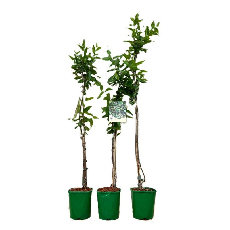Obwojnik Grecki (Periploca graeca) 3 Letnia Sadzonka 60-90Cm (2).jpg