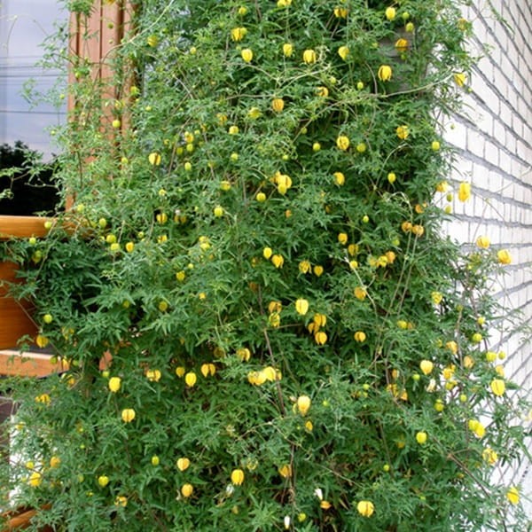 Powojnik Botaniczny Bill Mckenzie (Clematis) Sadzonka C1 (2).jpg