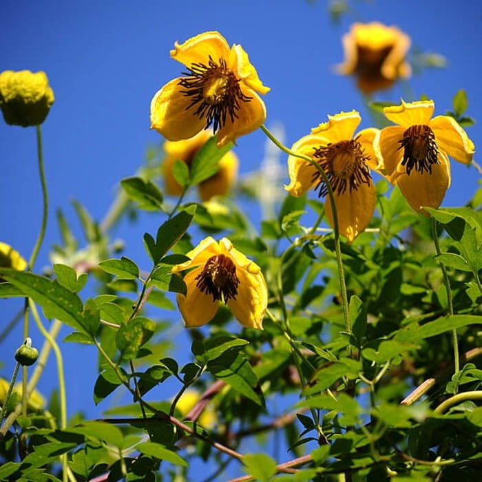 Powojnik Botaniczny Bill Mckenzie (Clematis) Sadzonka C1 (1).jpg