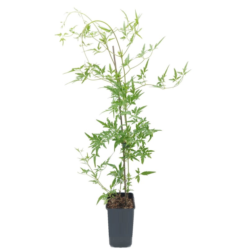 Powojnik Botaniczny Bill Mckenzie (Clematis) Sadzonka C1.jpg