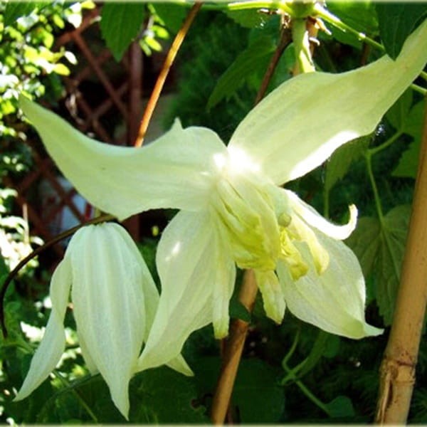 Powojnik Atragene Lemon Beauty (Clematis) Sadzonka C2.jpg