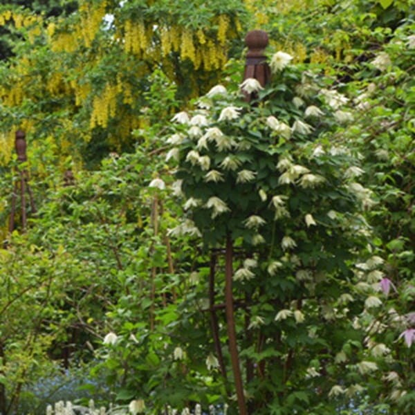 Powojnik Atragene Lemon Dream Pbr (Clematis) Sadzonka C2 (3).jpg