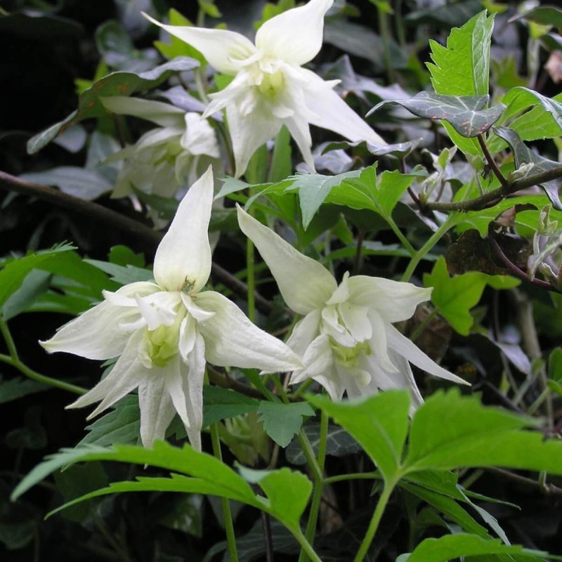 Powojnik Botaniczny Albina Plena (Clematis) Sadzonka C1 (1).JPG